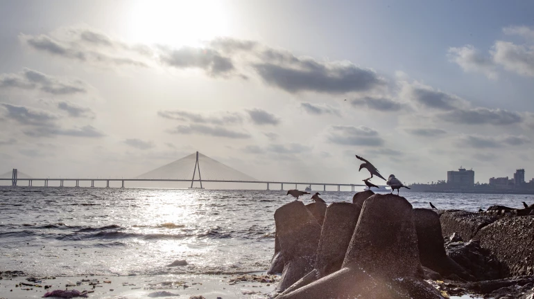 Bandra-Versova Sea Bridge: Now, Mumbaikars will have to wait till 2028 for city's second sea link Bandra-Versova Sea Bridge: Now, Mumbaikars will have to wait till 2028 for city's second sea link