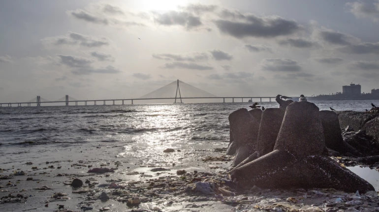 वांद्रे-वरळी सी लिंक वाहतुकीसाठी खुला वांद्रे-वरळी सी लिंक वाहतुकीसाठी खुला