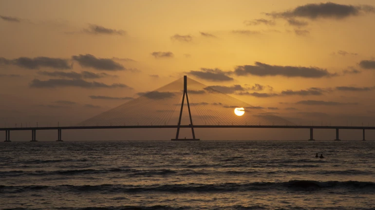 Bandra-Versova Sea Link New Changes Approved: 1,799 Mangroves To Be Removed Bandra-Versova Sea Link New Changes Approved: 1,799 Mangroves To Be Removed