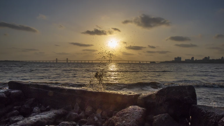 Worli: Civil Court Rules Against Family That Fed Birds on their Balcony Worli: Civil Court Rules Against Family That Fed Birds on their Balcony
