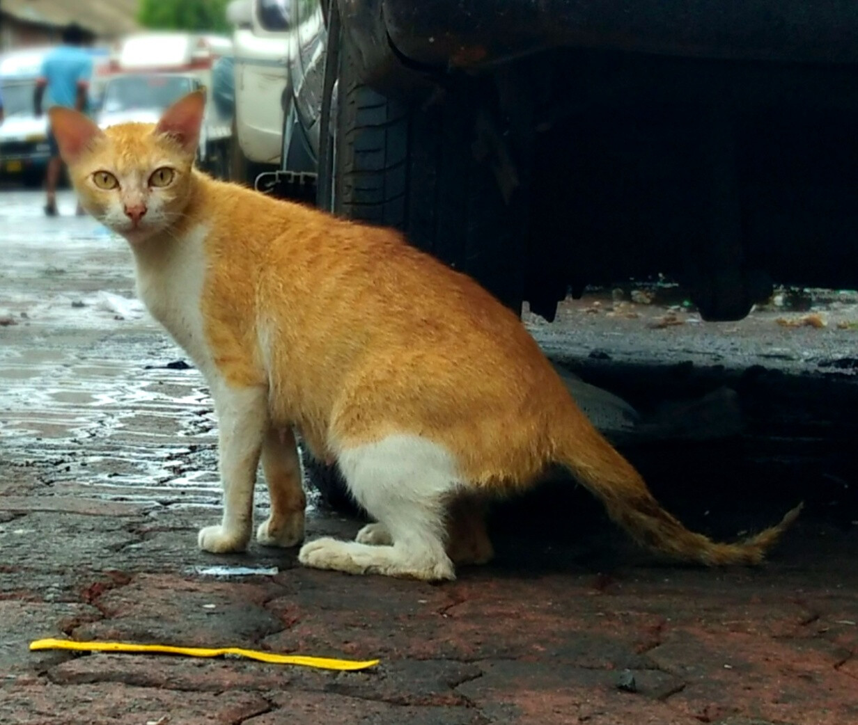 Mumbai: BMC Sets Aside INR 1 Cr For Sterilisation Of Cats In City