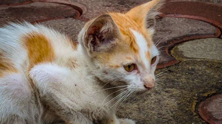 मुंबई के वर्सोवा में आवारा बिल्लियों की नसबंदी की सफलता दर 81.26% रही मुंबई के वर्सोवा में आवारा बिल्लियों की नसबंदी की सफलता दर 81.26% रही