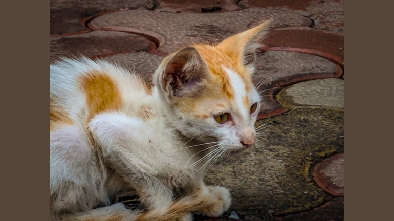 आवारा बिल्लों की भी नशबंदी करेगी बीएमसी आवारा बिल्लों की भी नशबंदी करेगी बीएमसी