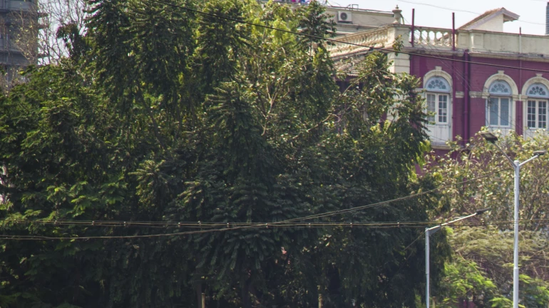 मुंबई में आज बेस्ट कर्मचारियों की हड़ताल , एक भी बस सड़को पर नहीं मुंबई में आज बेस्ट कर्मचारियों की हड़ताल , एक भी बस सड़को पर नहीं