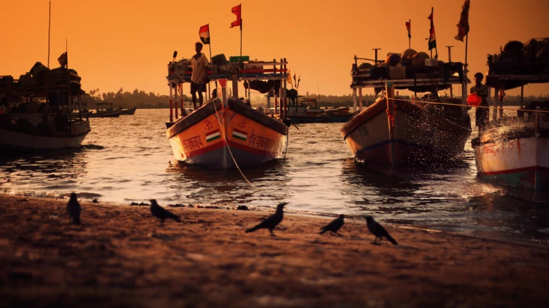 NGO Alleges Multiple Environmental Violations Near Mandwa Jetty NGO Alleges Multiple Environmental Violations Near Mandwa Jetty