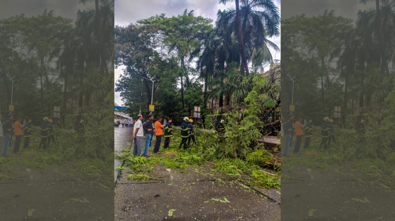 Mumbai Rains Update: 1 died after tree collapses in Malad; waterlogging leads to heavy traffic