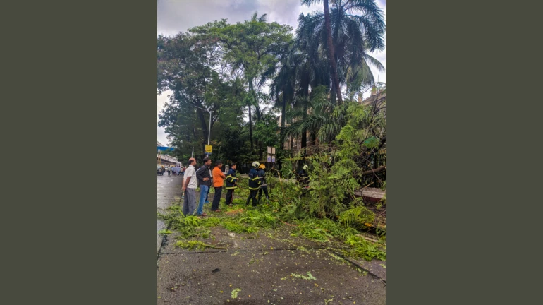 Navi Mumbai: 53 trees fell in five days due to heavy rainfall