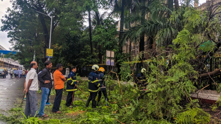 Mumbai: BMC Sent Notices To 9,000 Housing Societies To Trim, Cut Dangerous Trees Mumbai: BMC Sent Notices To 9,000 Housing Societies To Trim, Cut Dangerous Trees