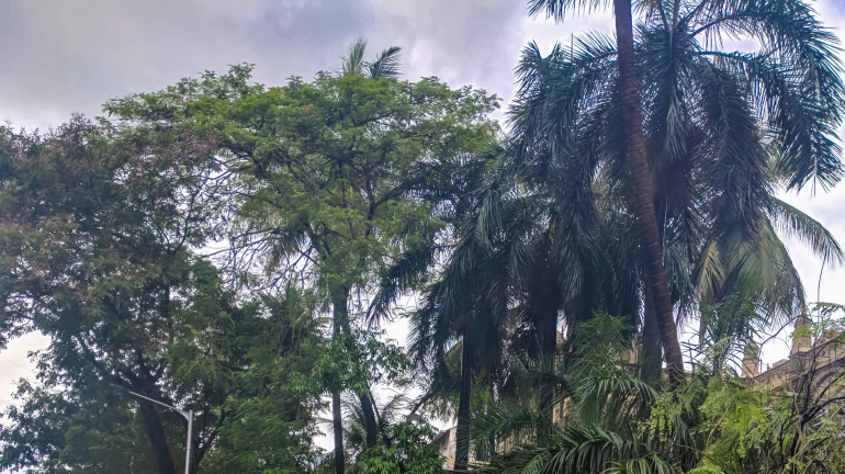 ट्री अथॉरिटी ने ज़रूरी प्रोजेक्ट्स के लिए 1,000 से ज़्यादा पेड़ हटाने को मंज़ूरी दी ट्री अथॉरिटी ने ज़रूरी प्रोजेक्ट्स के लिए 1,000 से ज़्यादा पेड़ हटाने को मंज़ूरी दी