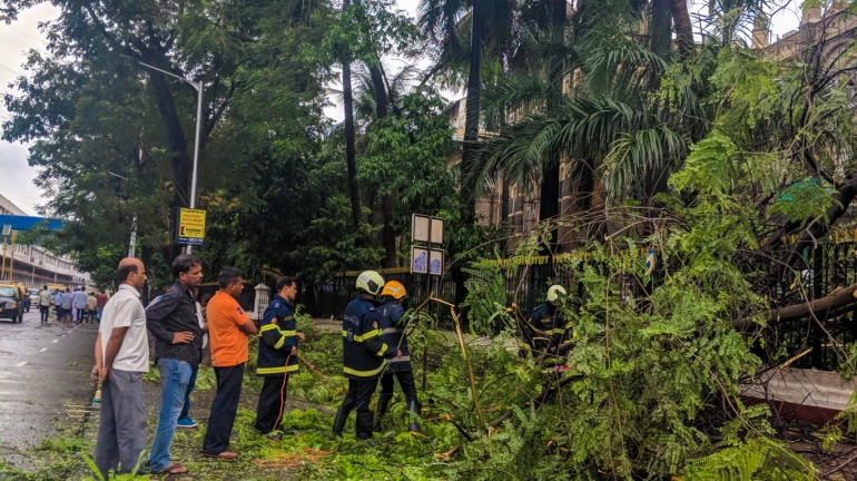 33 हजारांहून अधिक झाडांची कटिंग 33 हजारांहून अधिक झाडांची कटिंग