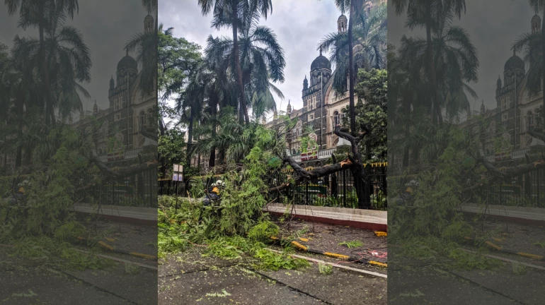 Over 5000 Trees To Be Razed In Thane, Palghar For Bullet train, Expressway Over 5000 Trees To Be Razed In Thane, Palghar For Bullet train, Expressway