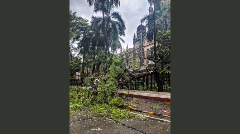 मुंबई मानसून - जून में अब तक 100 से अधिक पेड़ गिरने की घटनाएं मुंबई मानसून - जून में अब तक 100 से अधिक पेड़ गिरने की घटनाएं