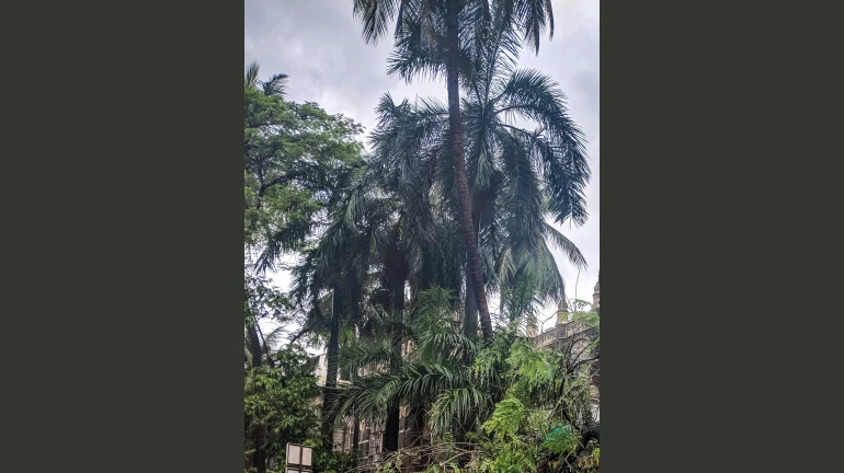 BMC orders mandatory one-metre space around tree trunks BMC orders mandatory one-metre space around tree trunks