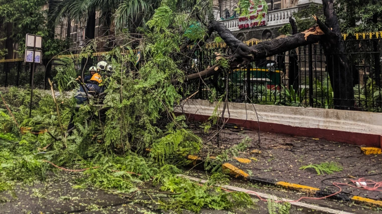 Mumbai: Tree Authority Approves Felling of 1,234 Trees for Infra Projects Mumbai: Tree Authority Approves Felling of 1,234 Trees for Infra Projects