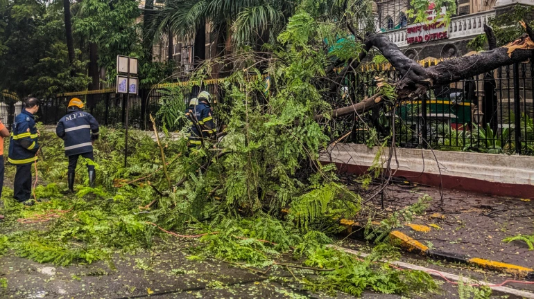 Attention! 98 extremely dangerous, 200 dangerous trees in Thane; Municipal survey reveals