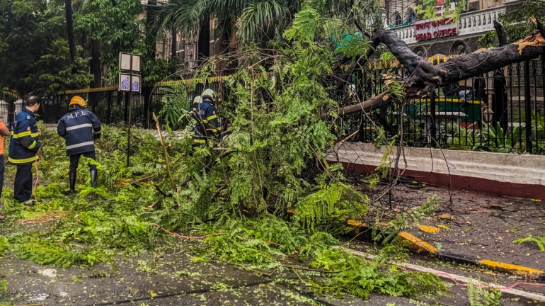 BMC to grant permission to cut dangerous trees before the monsoon BMC to grant permission to cut dangerous trees before the monsoon