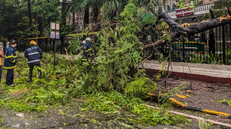 BMC to grant permission to cut dangerous trees before the monsoon