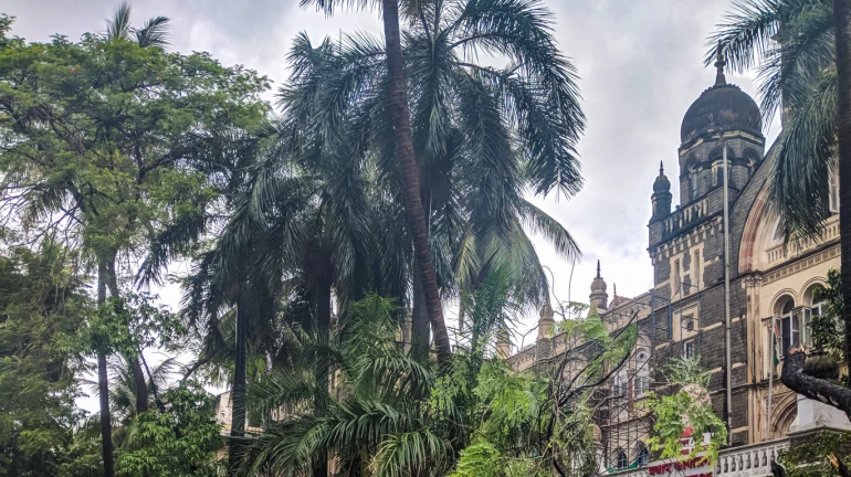 Maharashtra govt to amend act for conservation of Heritage trees; Check the details here Maharashtra govt to amend act for conservation of Heritage trees; Check the details here