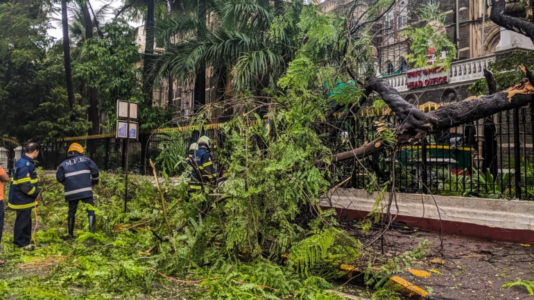 Mumbai: More Than 1,300 Trees Could Be Axed For Development Projects Mumbai: More Than 1,300 Trees Could Be Axed For Development Projects