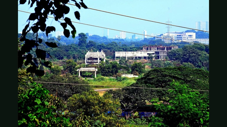 मंडळे येथील 27.2 हेक्टर मँग्रोव्ह जमीन कारशेडसाठी हस्तांतरित मंडळे येथील 27.2 हेक्टर मँग्रोव्ह जमीन कारशेडसाठी हस्तांतरित