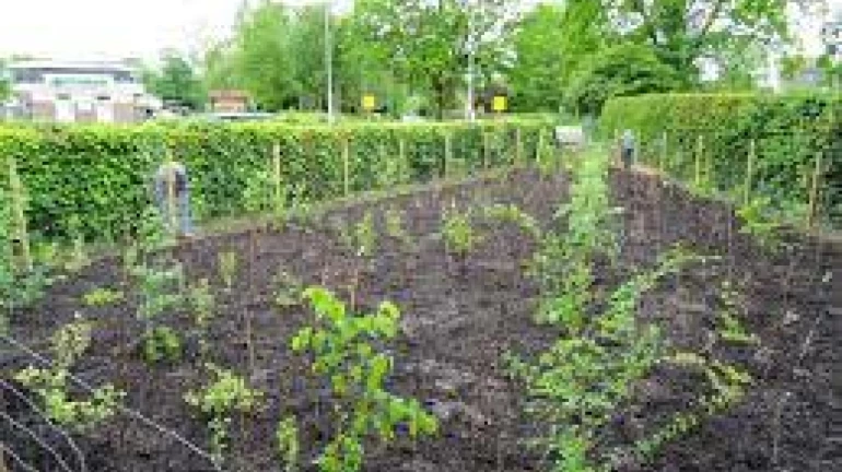 BMC to develop 14 Miyawaki forests across Mumbai by Diwali BMC to develop 14 Miyawaki forests across Mumbai by Diwali