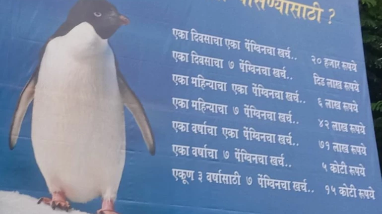 खर्च पेंग्विनला पोसण्यासाठी की पेंग्विन गँगसाठी? मनसेची मुंबईत पोस्टरबाजी