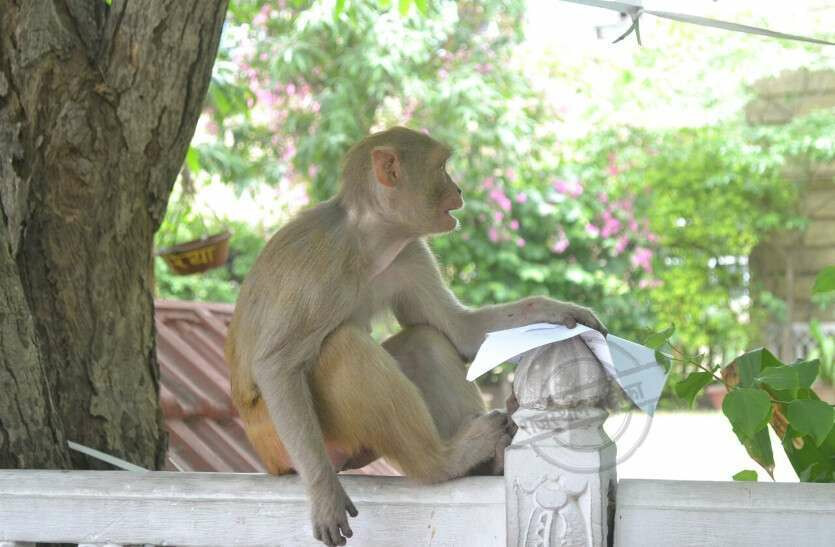 बंदरों से परेशान हो रहे है लोग