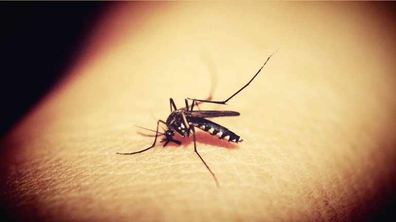 Increase in cases of winter fever, dengue, chikungunya, lepto in Mumbai Increase in cases of winter fever, dengue, chikungunya, lepto in Mumbai