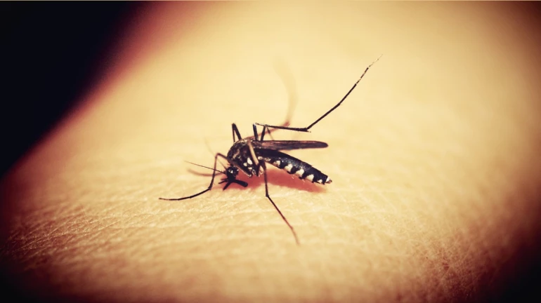30 Suspected Dengue Cases Reported in Ulhasnagar; Health Department on Alert 30 Suspected Dengue Cases Reported in Ulhasnagar; Health Department on Alert