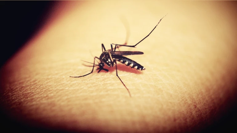 Dengue, Malaria on rise in Thane district; Increase in number of patients Dengue, Malaria on rise in Thane district; Increase in number of patients