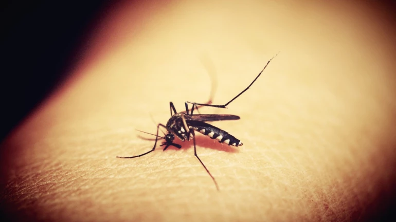 Kalyan: 21-year-old girl dies of dengue
