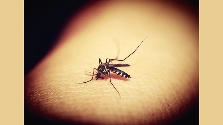 मुंबईत 22 दिवसांत 700 हून अधिक डेंग्यू, मलेरियाच्या रुग्णांची नोंद