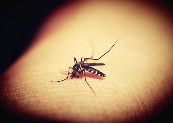 मुंबई -  22 दिनों में डेंगू, मलेरिया के 700 से अधिक मामले