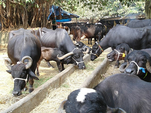 महापालिका 263 गोठे मुंबईहून पालघरला स्थलांतरित करणार