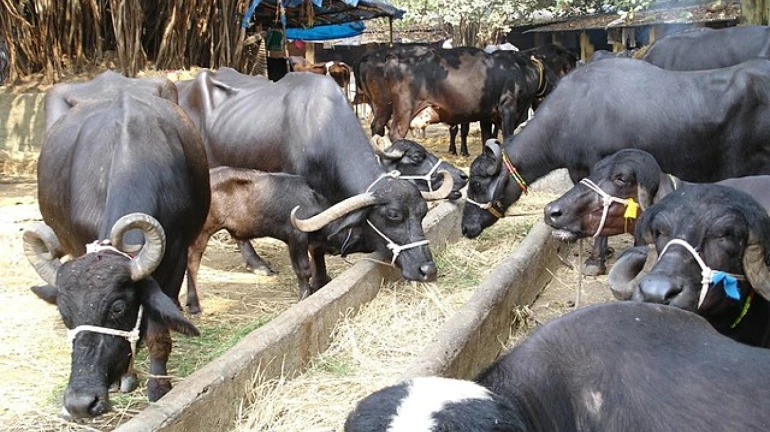 महापालिका 263 गोठे मुंबईहून पालघरला स्थलांतरित करणार महापालिका 263 गोठे मुंबईहून पालघरला स्थलांतरित करणार