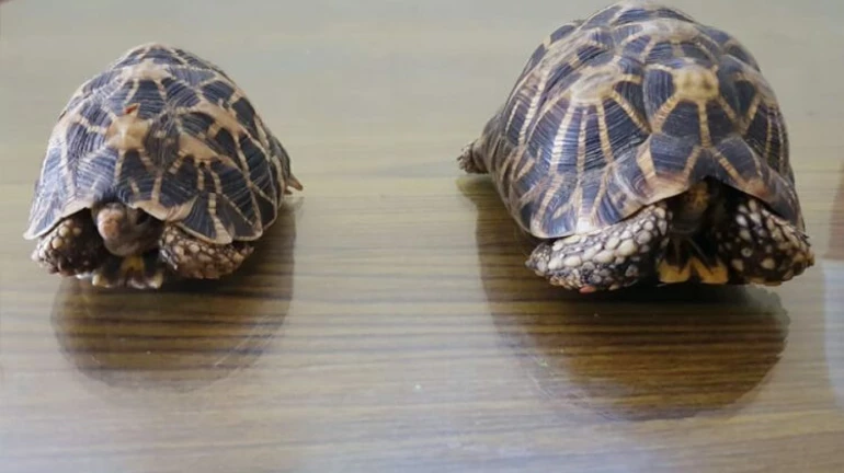 Police arrests two men from Sewri for smuggling rare tortoise Police arrests two men from Sewri for smuggling rare tortoise