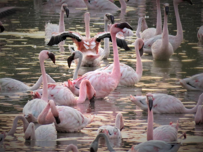 5 Nature Walks to Try This Valentine’s Day in Mumbai