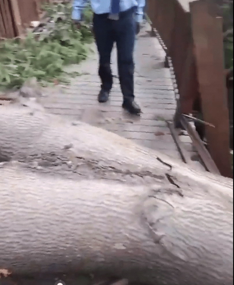 Mumbai's Elevated Forest Walkway at Malabar Hill Temporarily Closed After Tree Collapse