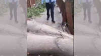 Mumbai's Elevated Forest Walkway at Malabar Hill Temporarily Closed After Tree Collapse Mumbai's Elevated Forest Walkway at Malabar Hill Temporarily Closed After Tree Collapse