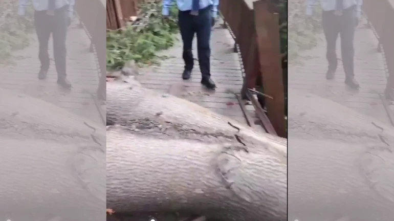 Mumbai's Elevated Forest Walkway at Malabar Hill Temporarily Closed After Tree Collapse Mumbai's Elevated Forest Walkway at Malabar Hill Temporarily Closed After Tree Collapse