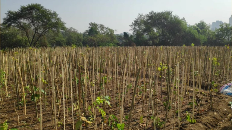 NMMC to develop urban forest at Nisarga Udyan using Japanese method NMMC to develop urban forest at Nisarga Udyan using Japanese method