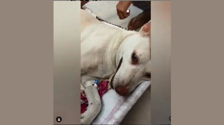 Shocking! A dog brutally raped in Mumbai's Powai area