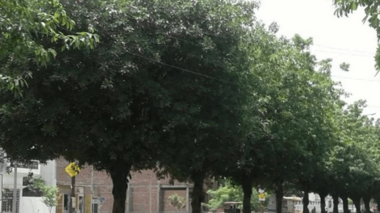 वसई विरार शहरात दुभाजकांवर शोभेच्या वृक्षांची लागवड वसई विरार शहरात दुभाजकांवर शोभेच्या वृक्षांची लागवड