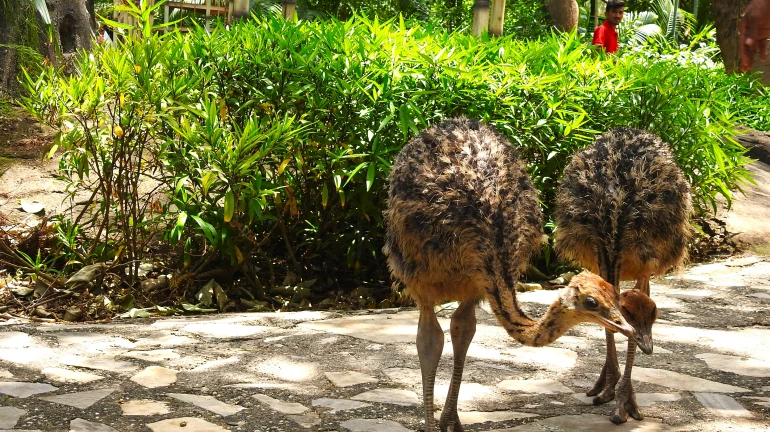 Mumbai: EsselWorld Bird Park welcomes 2 new Ostrich babies