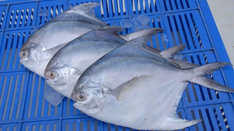 Silver pomfret gets state fish of Maharashtra recognition