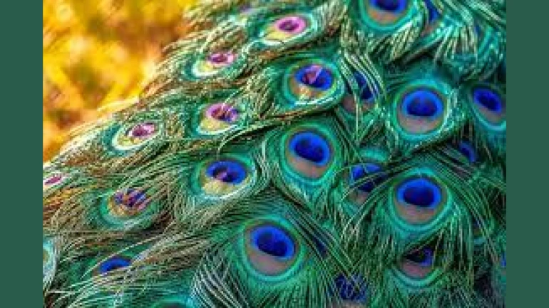 Mumbai: 28 lakh Peacock tail feathers worth over 2 Cr seized at Nhava Sheva Port