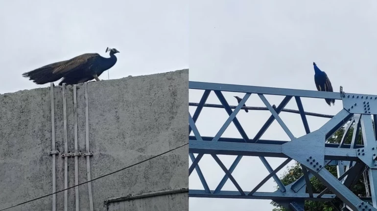 Mumbai Rains: Peacock Makes Special Appearance At Churchgate Station