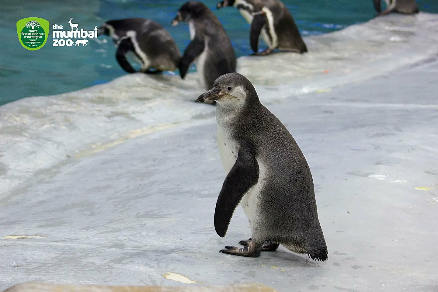BMC To Expand Penguin Habitat, Build New Tunnel Aquarium at Byculla Zoo By 2025
