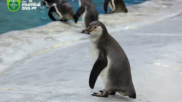 BMC To Expand Penguin Habitat, Build New Tunnel Aquarium at Byculla Zoo By 2025 BMC To Expand Penguin Habitat, Build New Tunnel Aquarium at Byculla Zoo By 2025