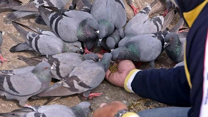 मुंबई : कबुतराचं मांस चिकन म्हणून हॉटेल्सलेमध्ये विकायचे, 8 जणांविरुद्ध गुन्हा दाखल